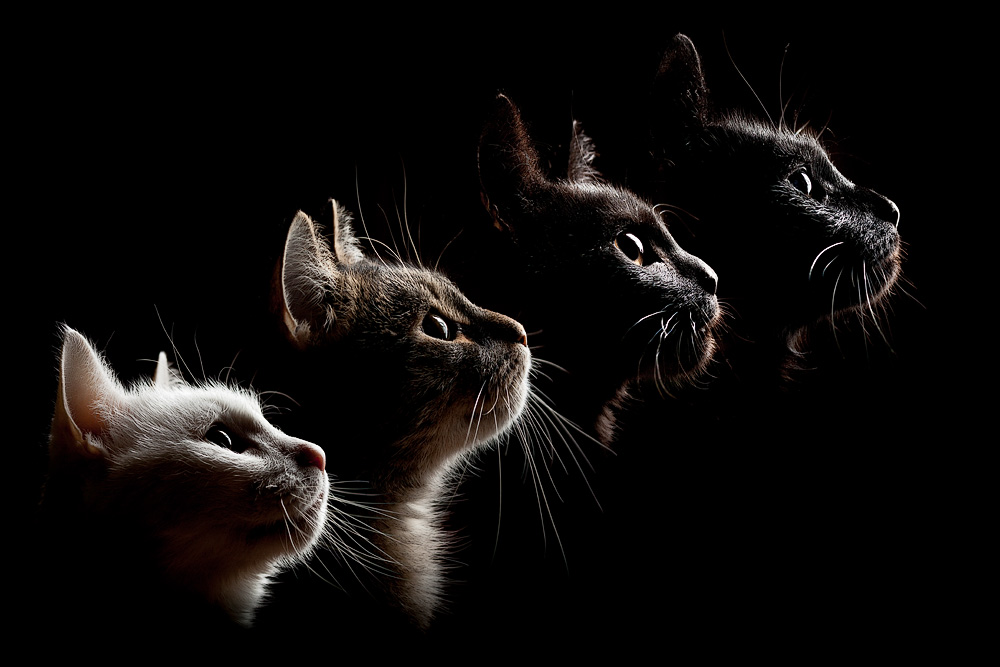 Четверо кошек. Четыре кошки. Четыре котенка. Четверо котят. Много котиков на темном фоне.