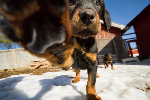 Puppy attack