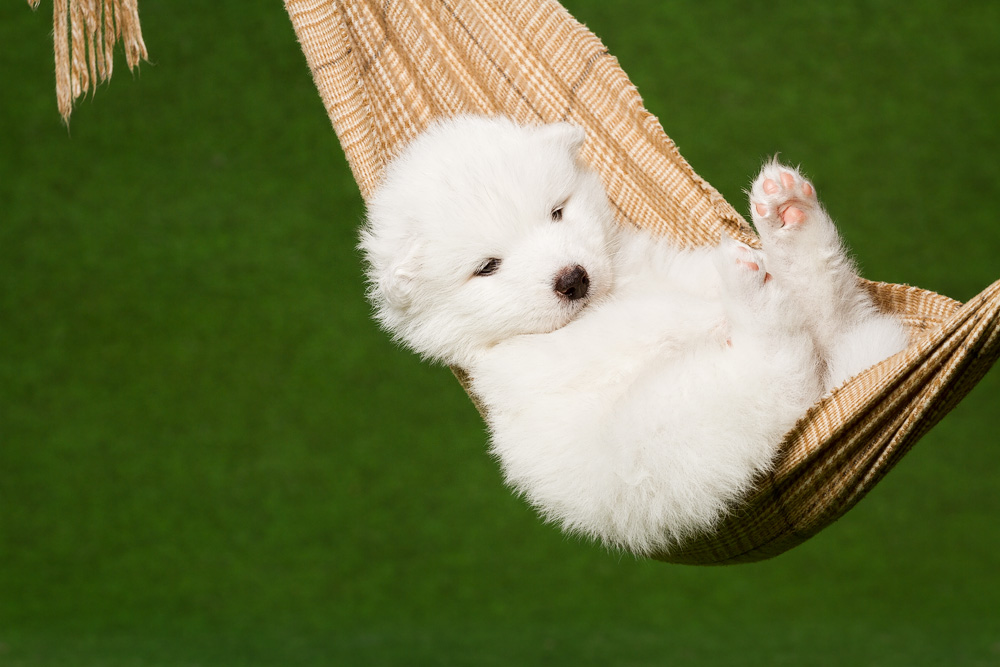 Samoyed puppy