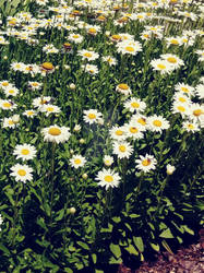 Sunshine, Daisies, Butter Mellow