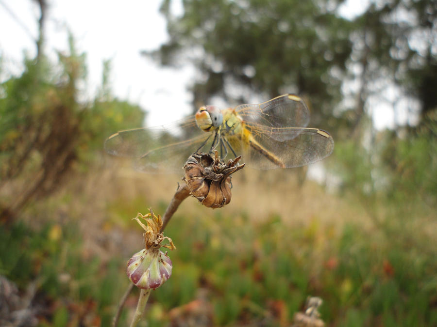 Dragonfly by PeterKrossheart on DeviantArt