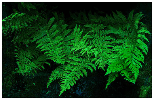 Ferns