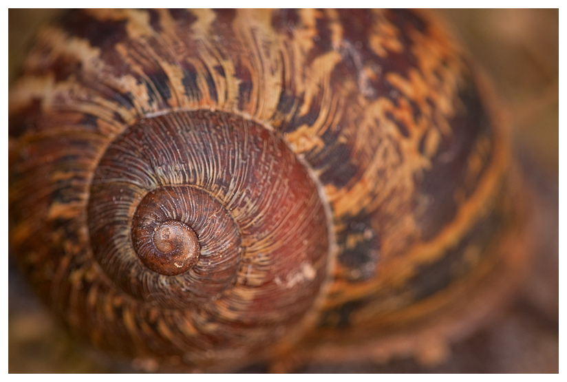 Snail Shell Macro