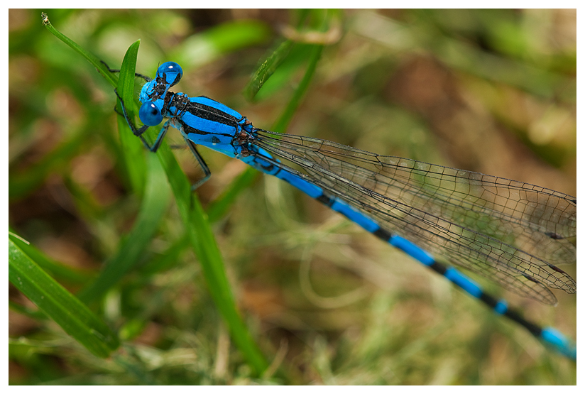 Damselfly