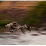 Canada Geese Take Off