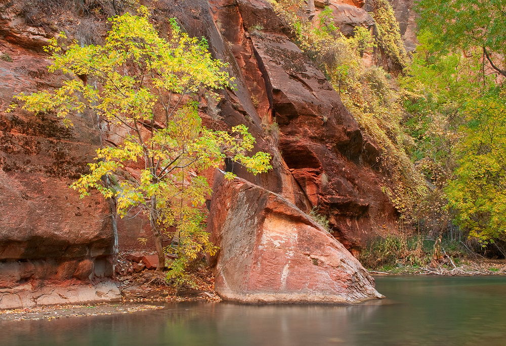 Cottonwoods in the Narrows