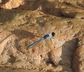 Dragonfly (Blue Variant 1)