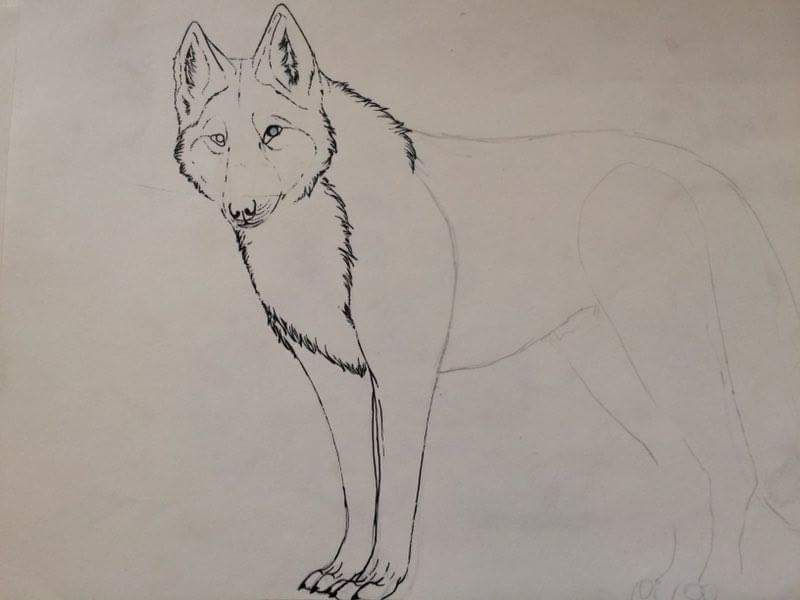 Random wolf charater line art.