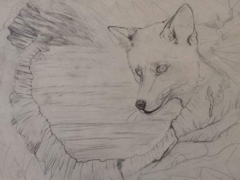 Ranom hiding fox sketch