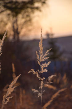 Blade of grass