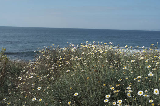 Devastating daisies