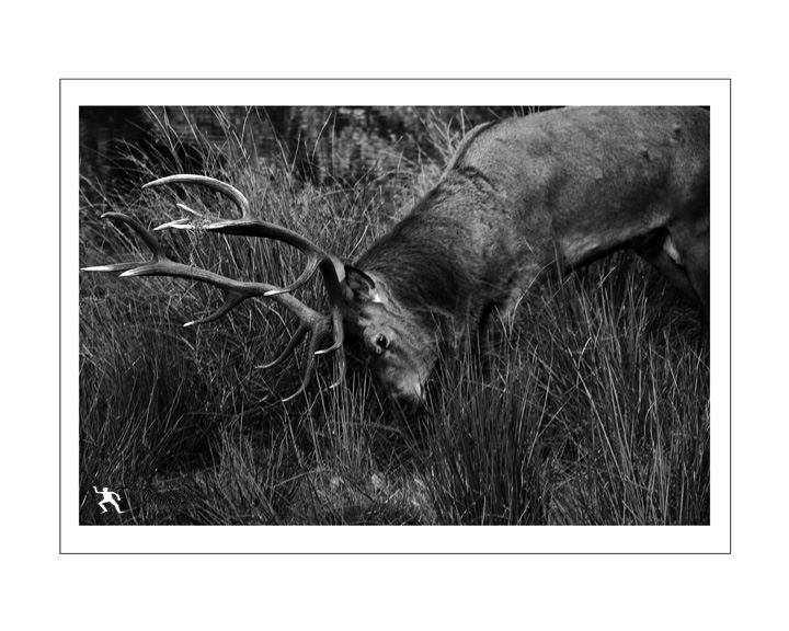 Red Deer Stag II