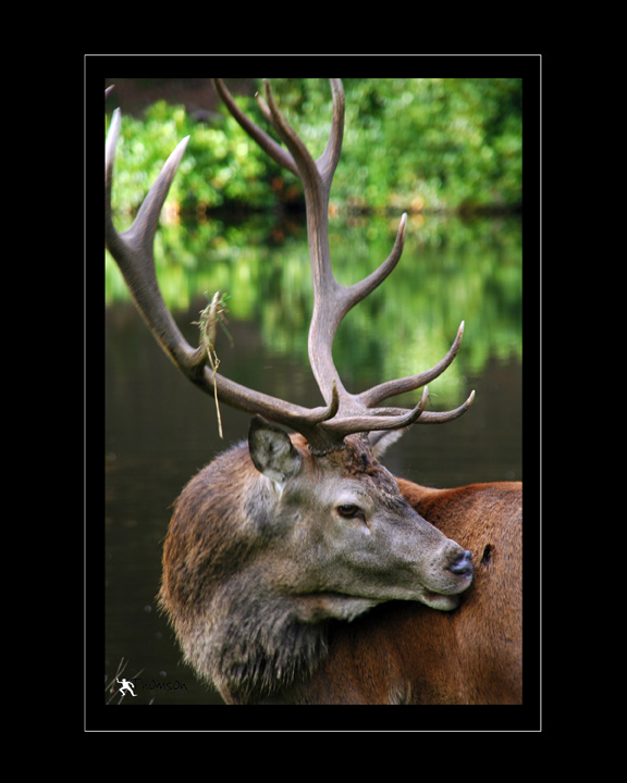 Red Deer Stag III