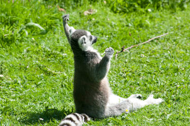 Praise da lord lemur