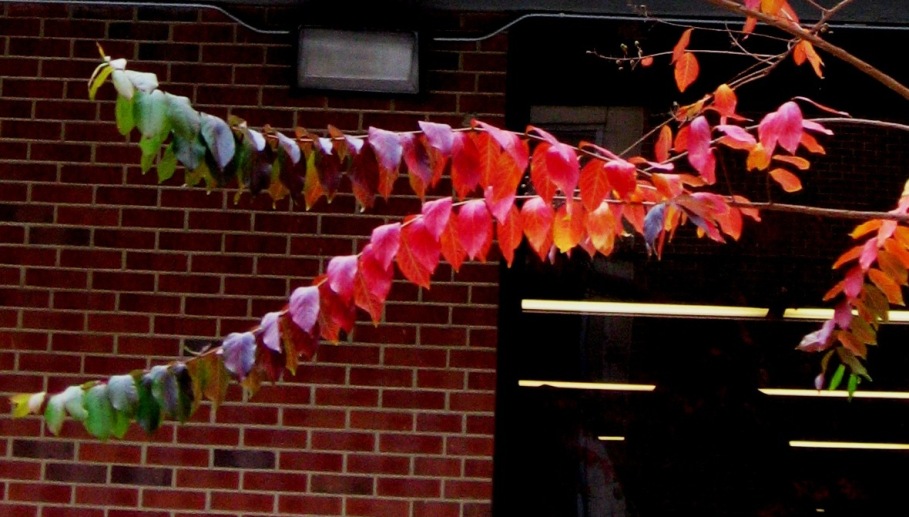 Rainbow Branch