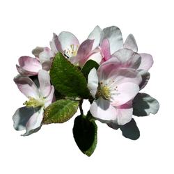 Apple Blossoms 3 Stock, Isolated PNG