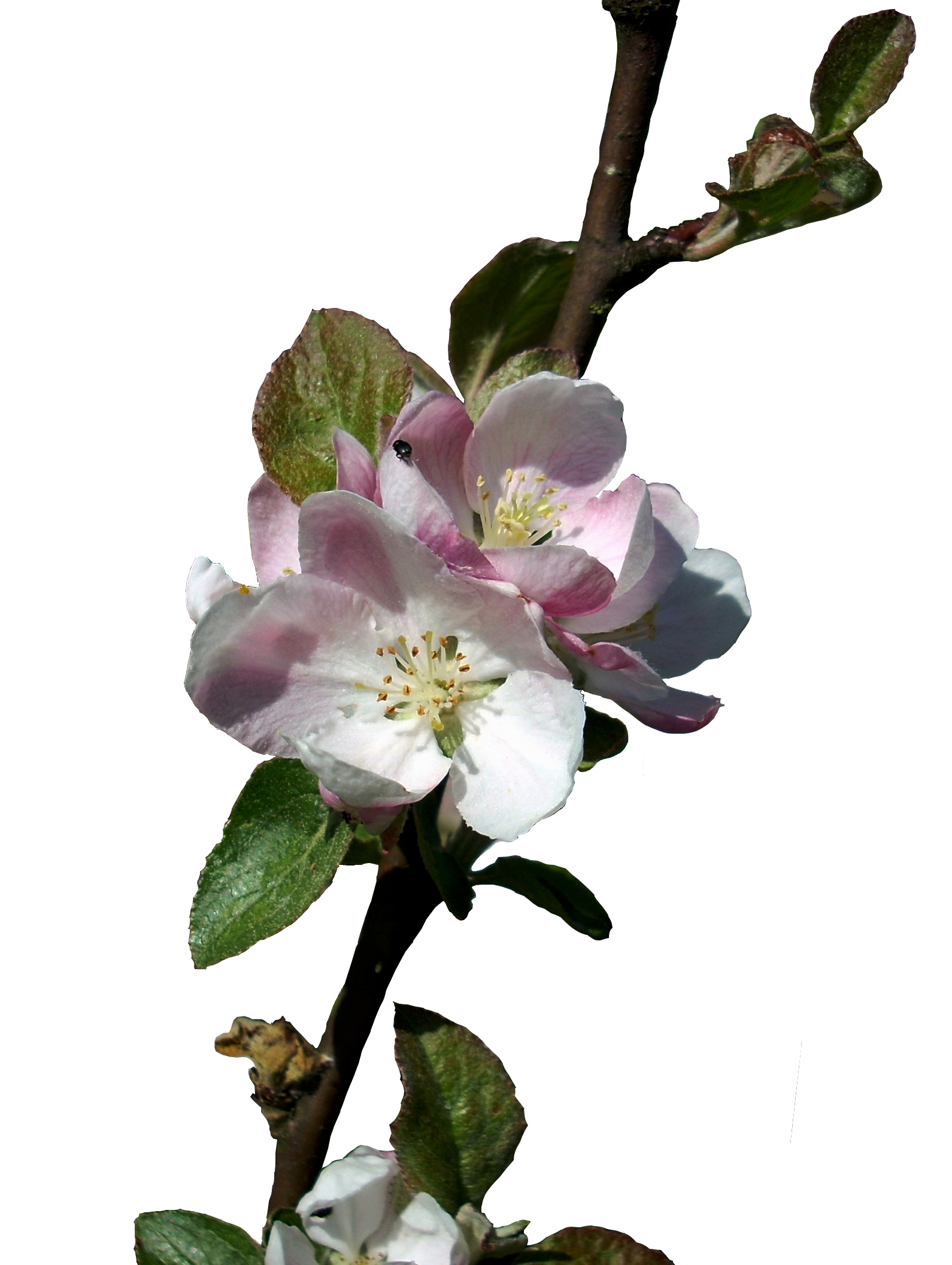 Apple Blossoms 4 Stock, Isolated PNG