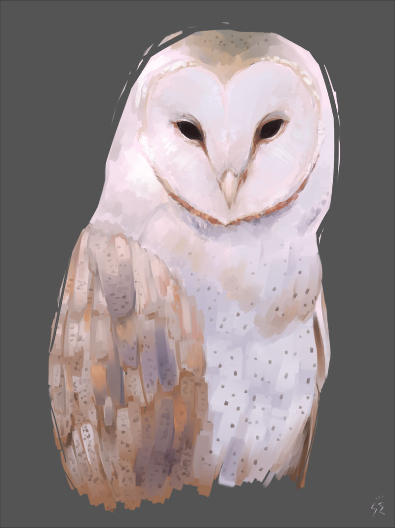 Owl