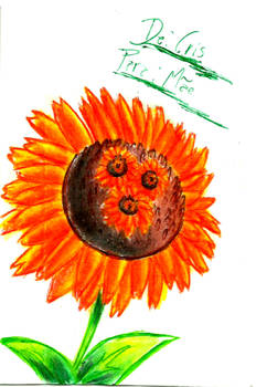 Droste Sunflower