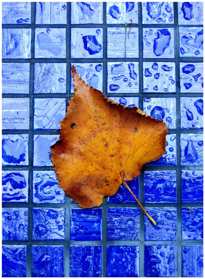 Fallen leaf