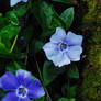 blue flower