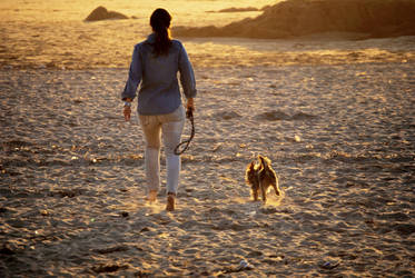 Beach Dog Fun