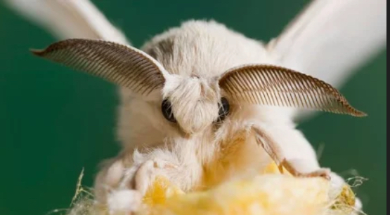 Moth 404 Moth image I found by promethmaker on DeviantArt