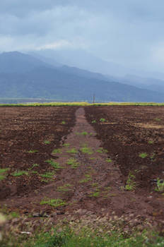 Central Oahu