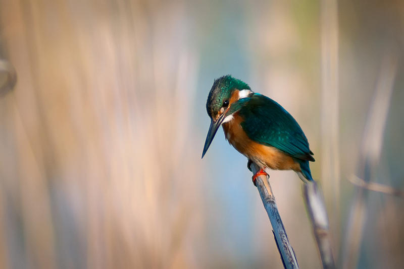 Common Kingfisher