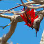 PALESTINE SUNBIRD (CINNYRIS OSEA)