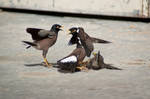 Common Myna (Acridotheres tristis) by rat-or-rat