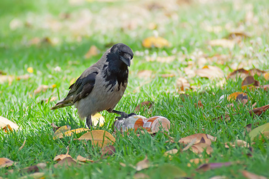 Hooded Crow (Corvus cornix)