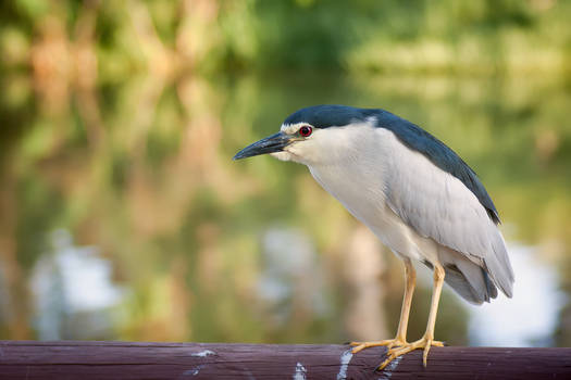 Black-crowned Night-Heron