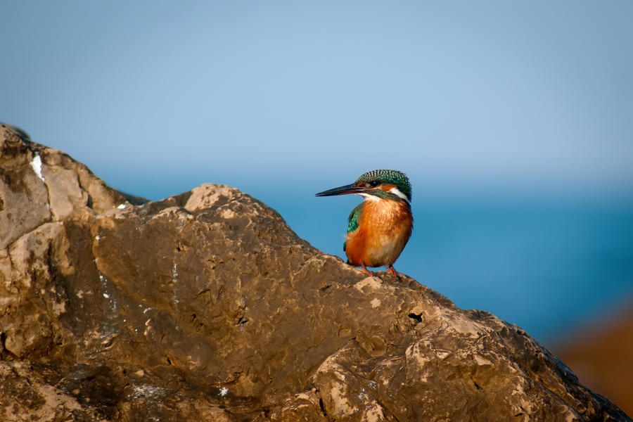 Common Kingfisher