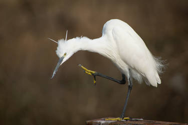 Little Egret by rat-or-rat