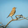 Isabelline Wheatear