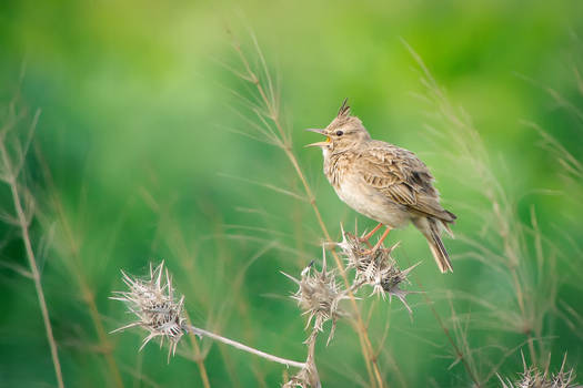 Crested Lark