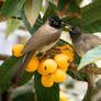 White-spectacled Bulbul