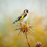 European Goldfinch (Carduelis carduelis)