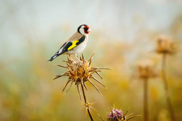 European Goldfinch (Carduelis carduelis)