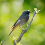 Black Redstart