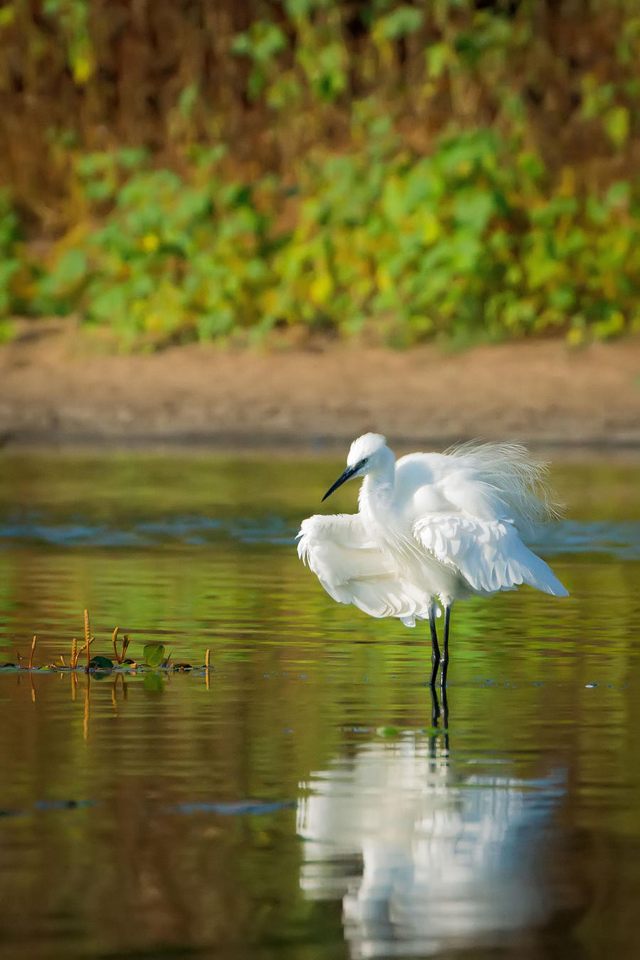 Little Egret