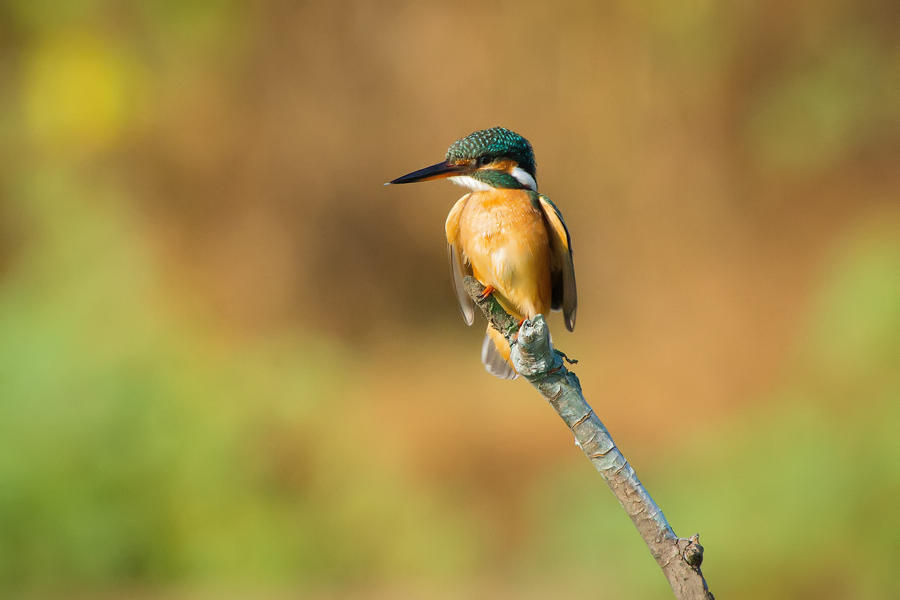 Common Kingfisher