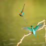 Common Kingfisher