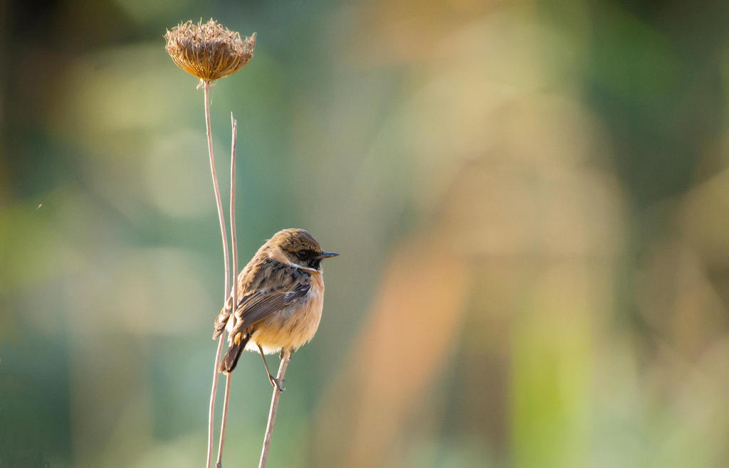 European Stonechat