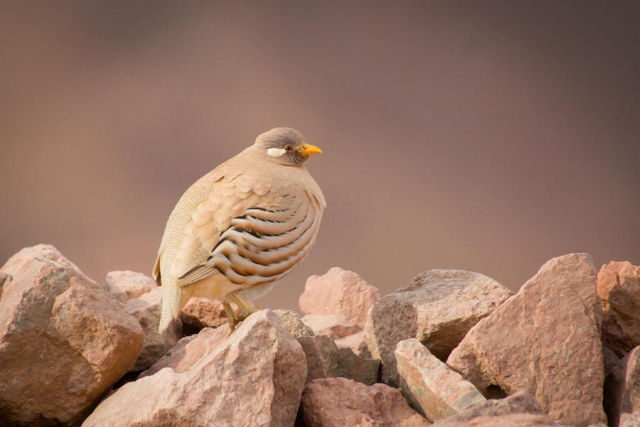 Sand Partridge