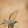 Little Green Bee-eater