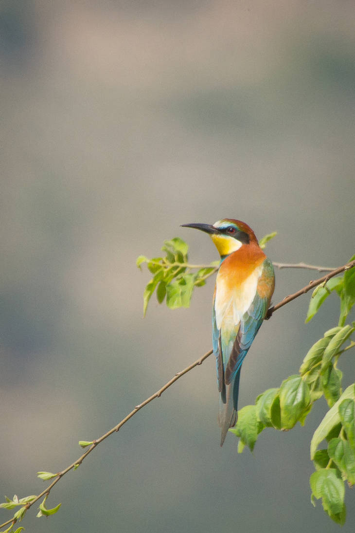 European bee-eater by rat-or-rat