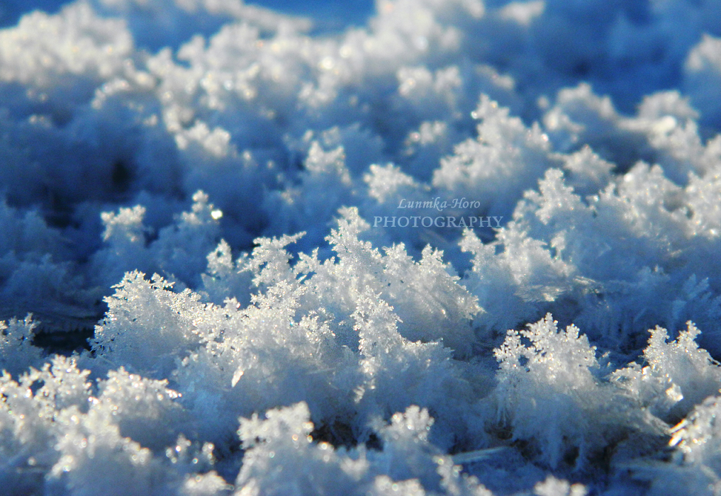 Frozen Forest