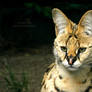 Serval          [PRINT WITHOUT WATERMARK]